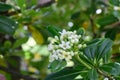 Australian laurel Pittosporum tobira, cluster of small white fragrant flowers